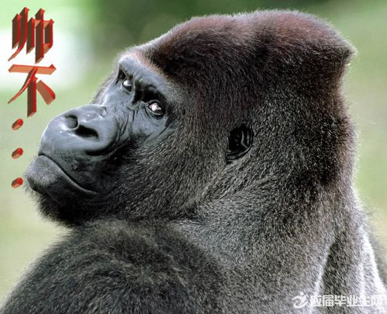 幽默搞笑句子大全100句